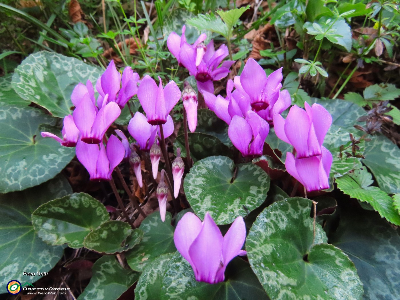 24 Cyclamen-Ciclamini.JPG
